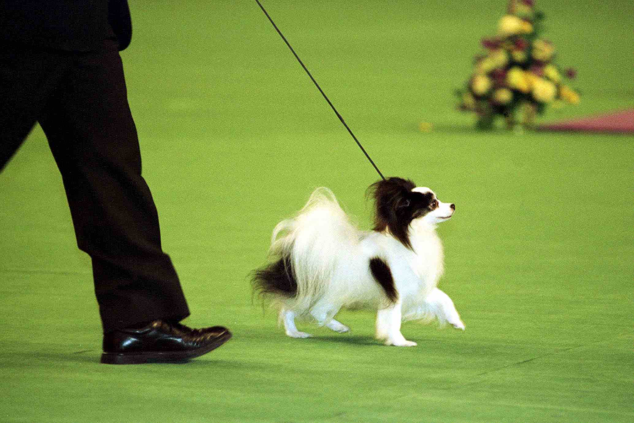 1999 Westminister Kennel club dog Show winner of Best-In-Show Ch. Loteki Supernatural Being or Kirby as he is known struts his stuff in the center ring.