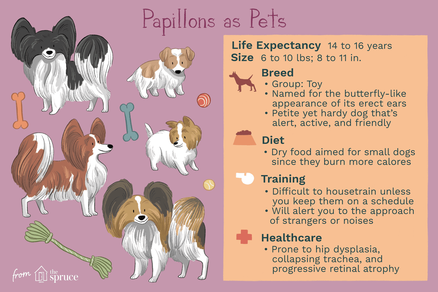 papillons as pets illustration
