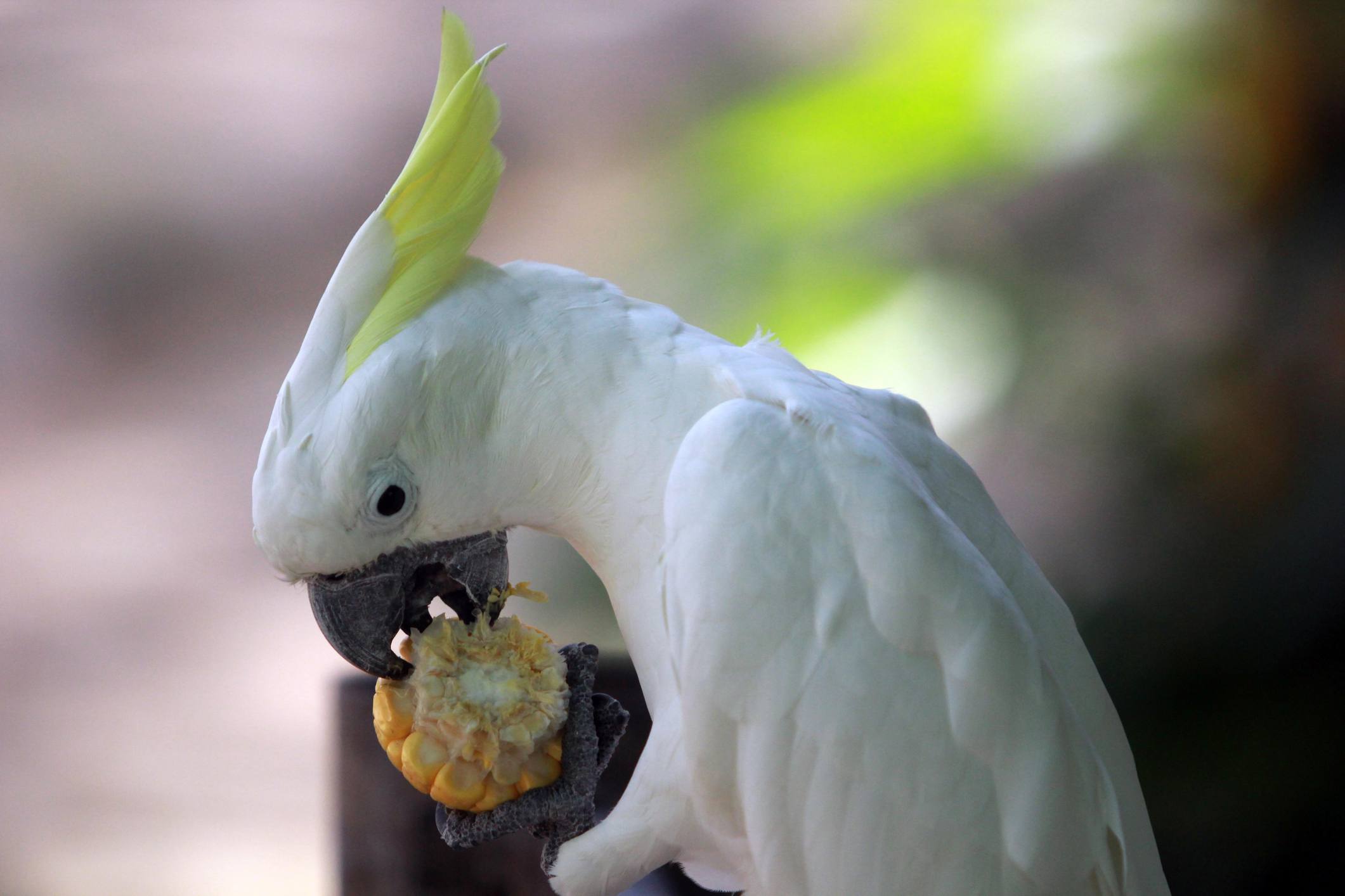 Cockatoo eating corn on a cob