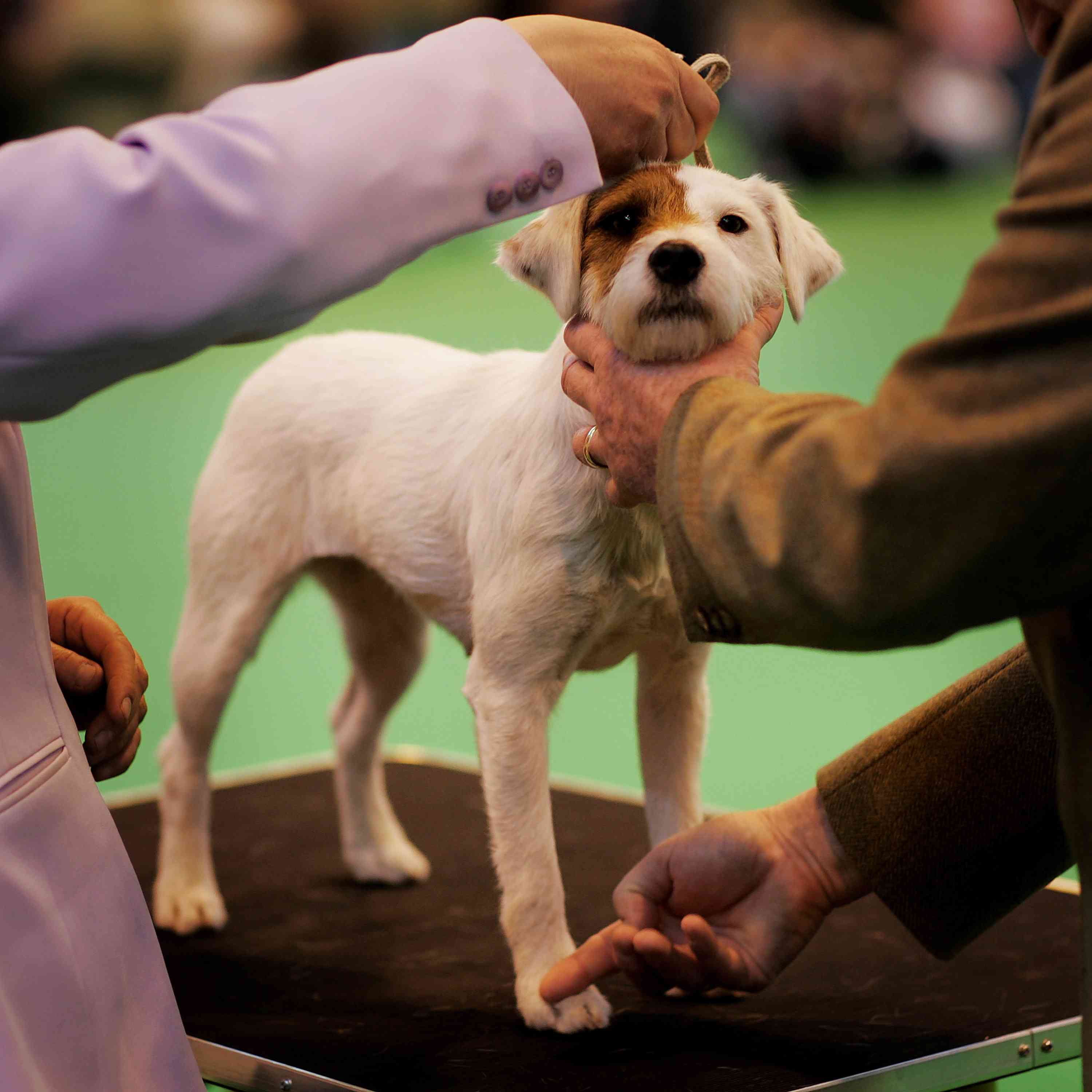 Parson Russell Terrier competing at dog show
