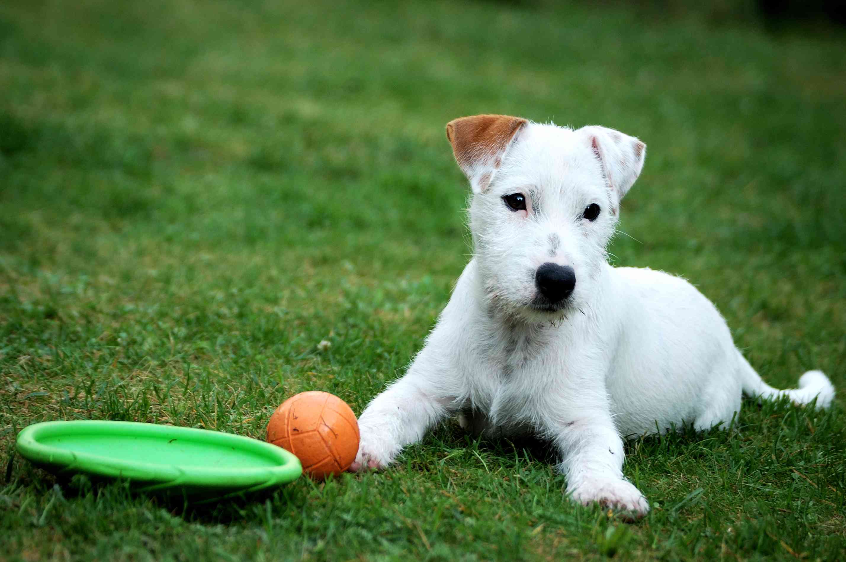 Parson Russell Terrier puppy outside with toys