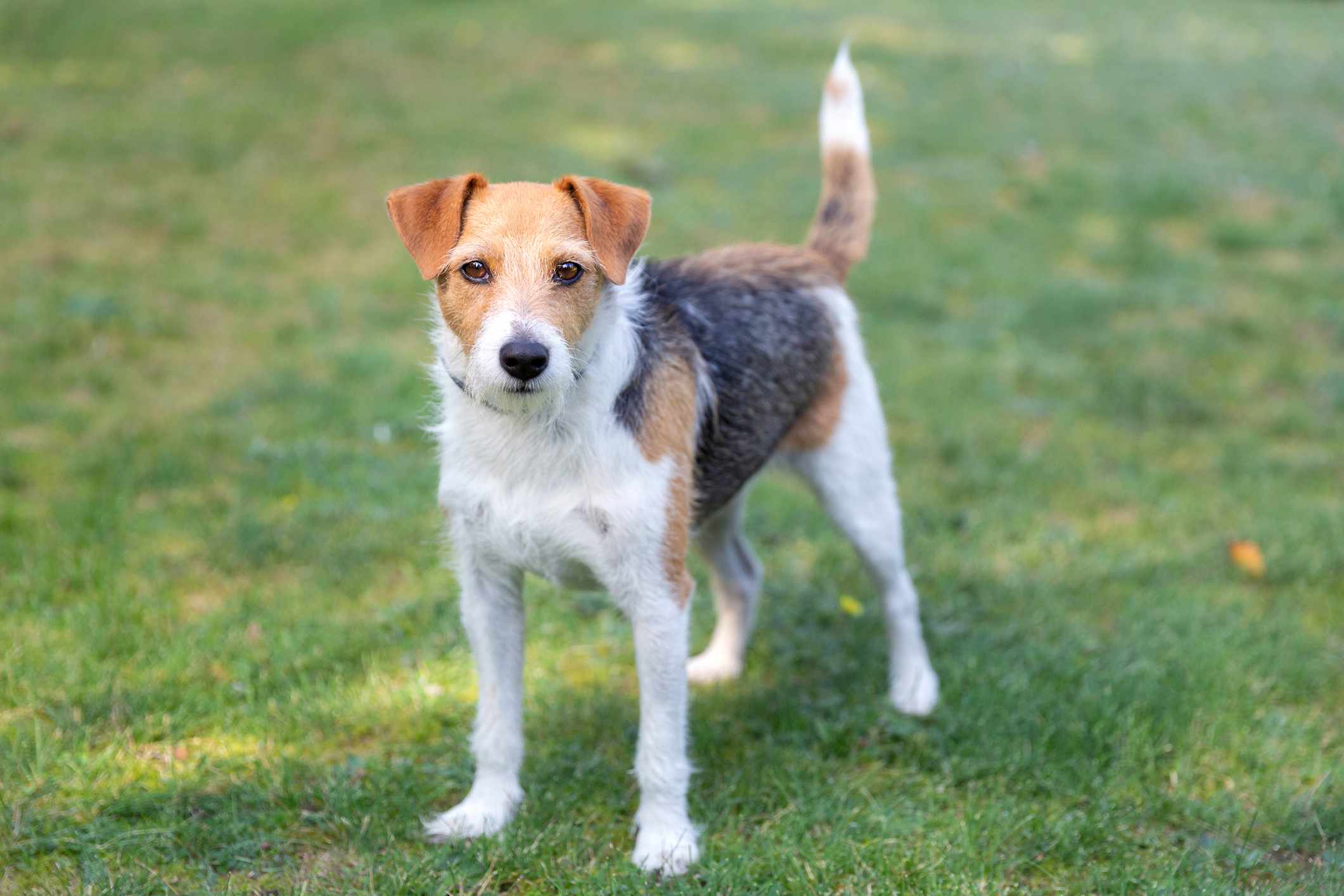 Adult Parson Russell Terrier outside