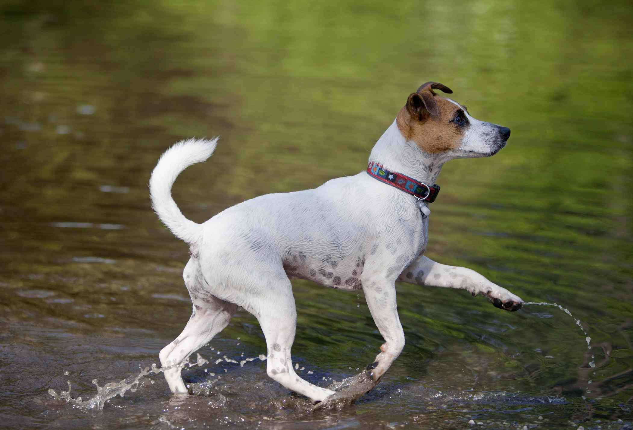 Parson Russell terrier in water