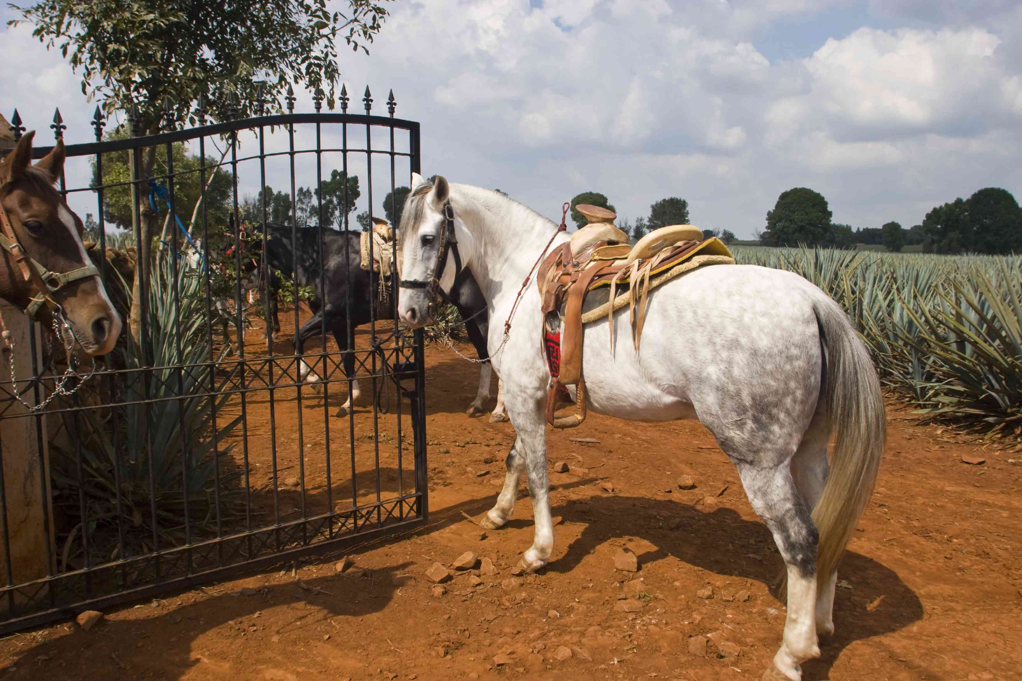 Grey Paso Fino wearing Western tack in front of an iron gate.