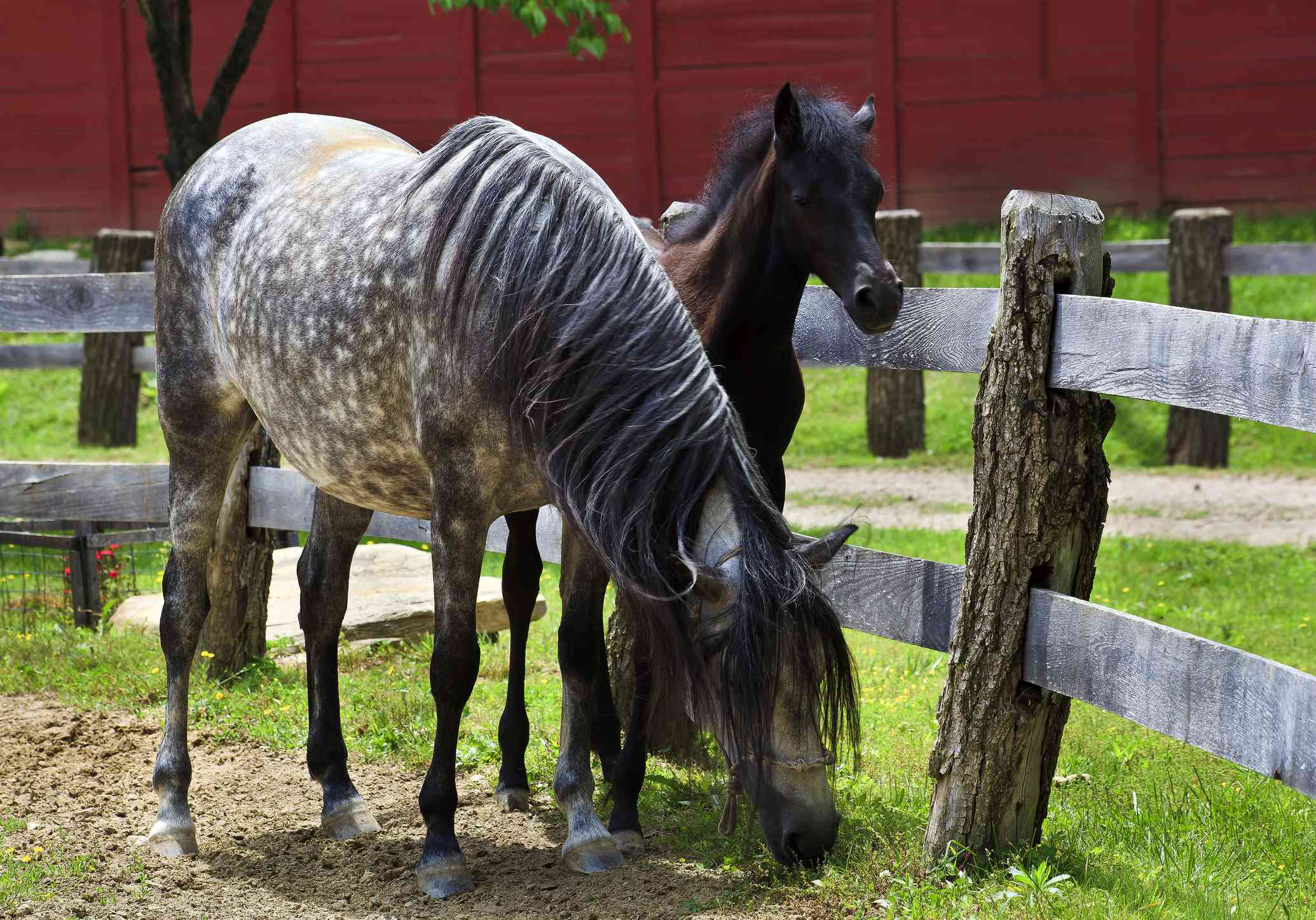 Grey Paso Fino mare and her bay colt in a pasture.