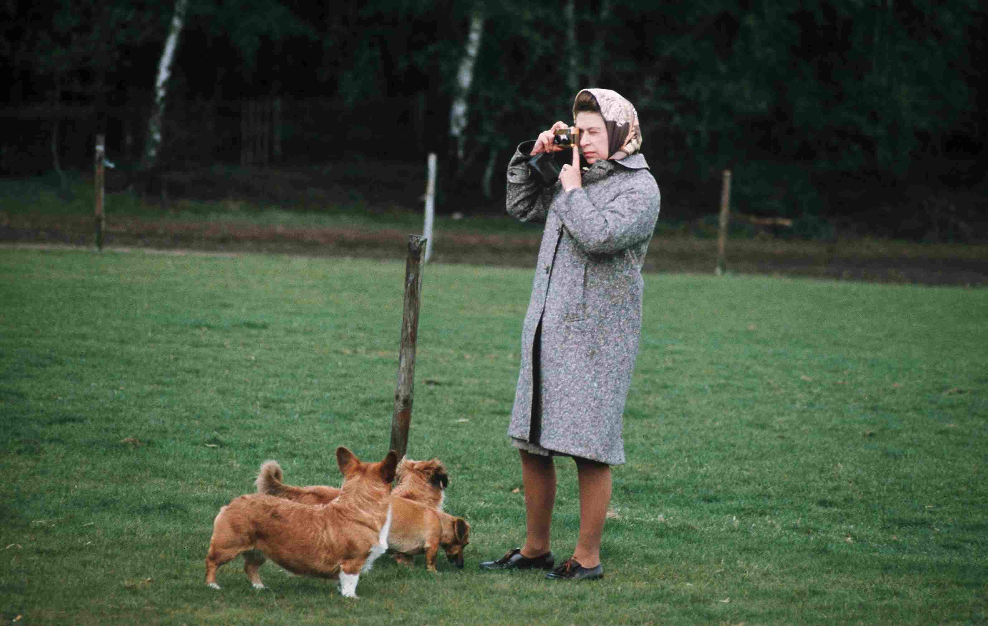 Queen Elizabeth II in Windsor Park photographing her corgis in 1960, in England.