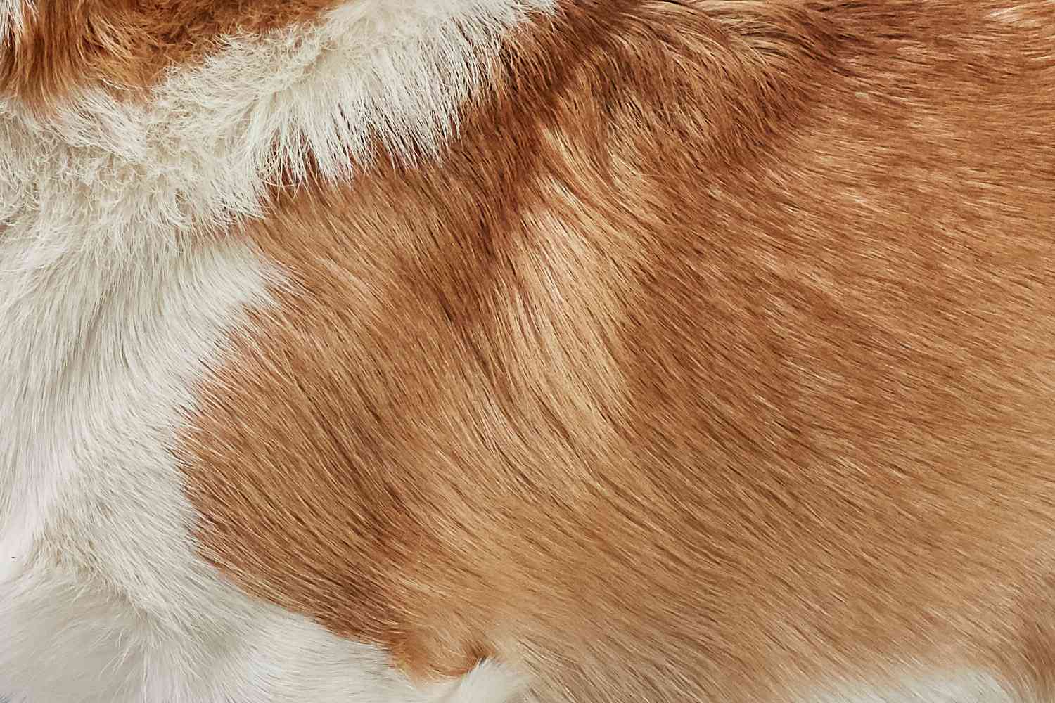 Closeup of a Pembroke Welsh Corgi's fur