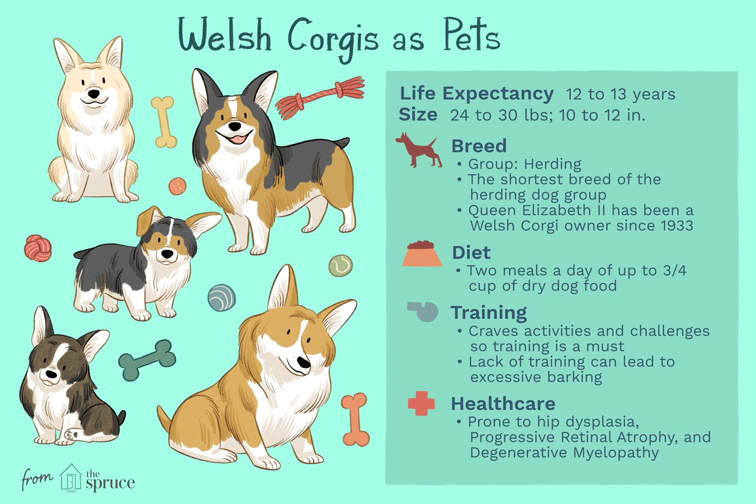 welsh corgis as pets illustration