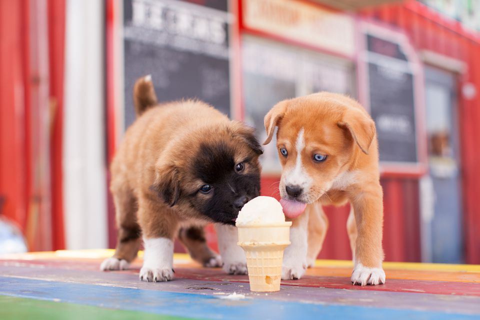 Puppies sharing an ice cream cone