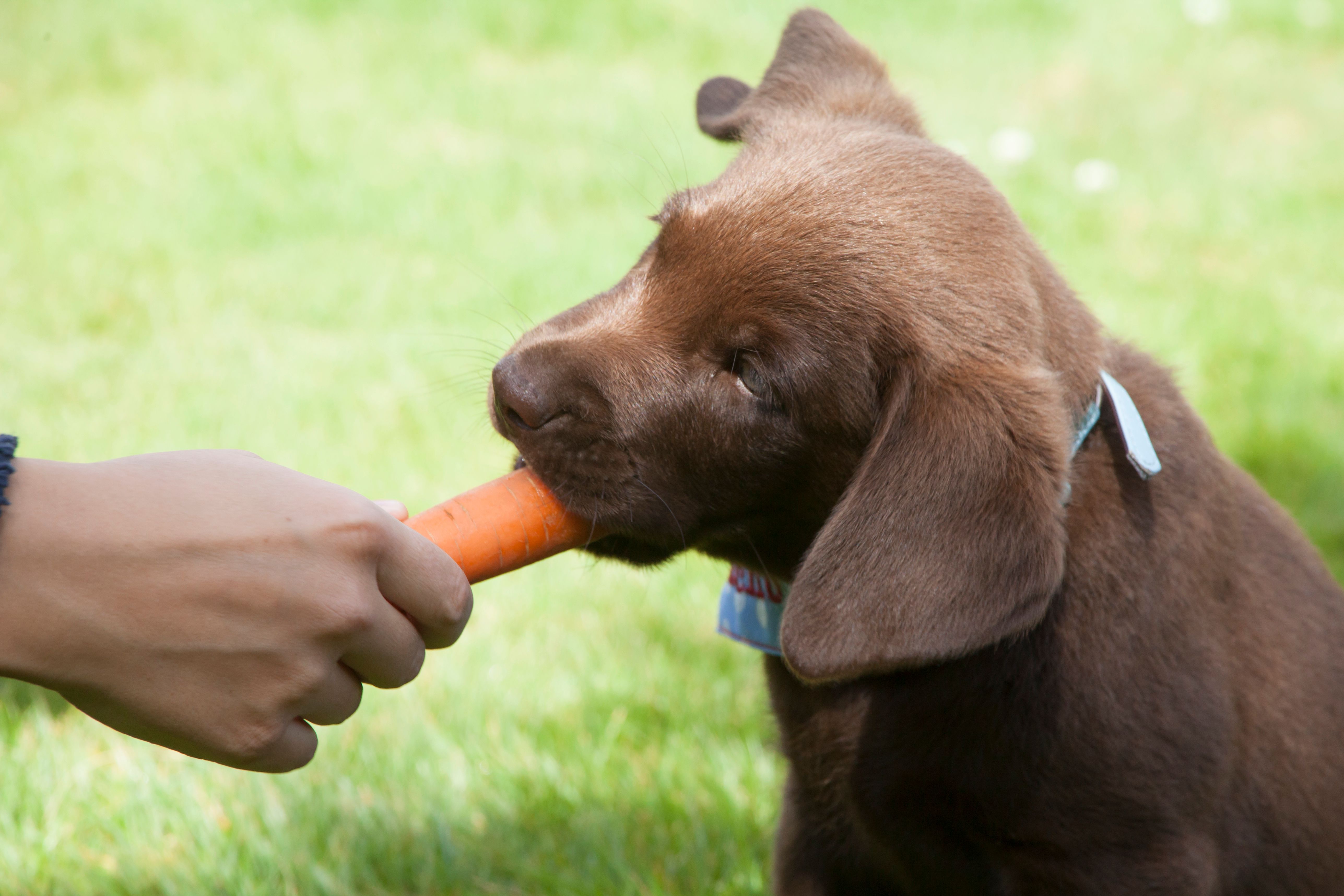 Close-Up Of Hand Feeding Dog