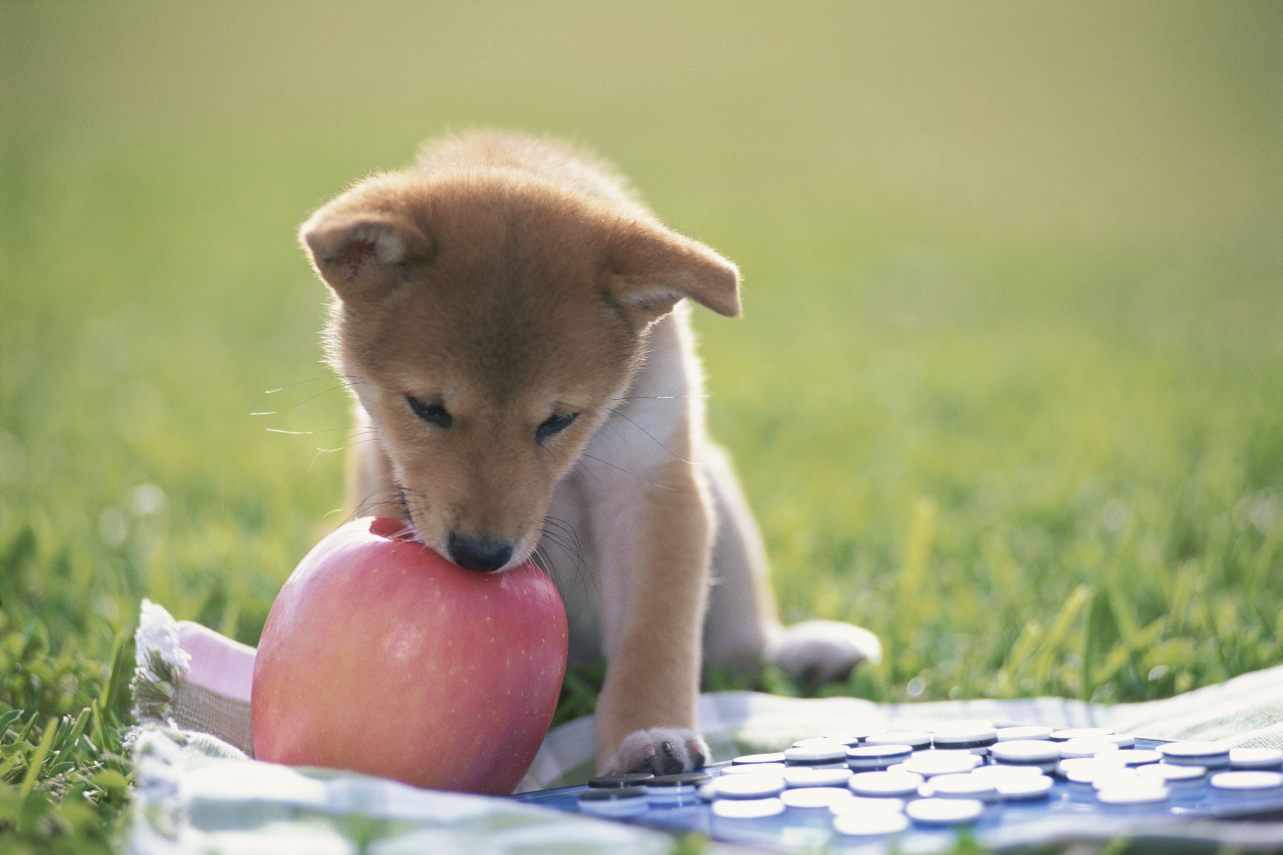 Shiba Inu Biting Apple