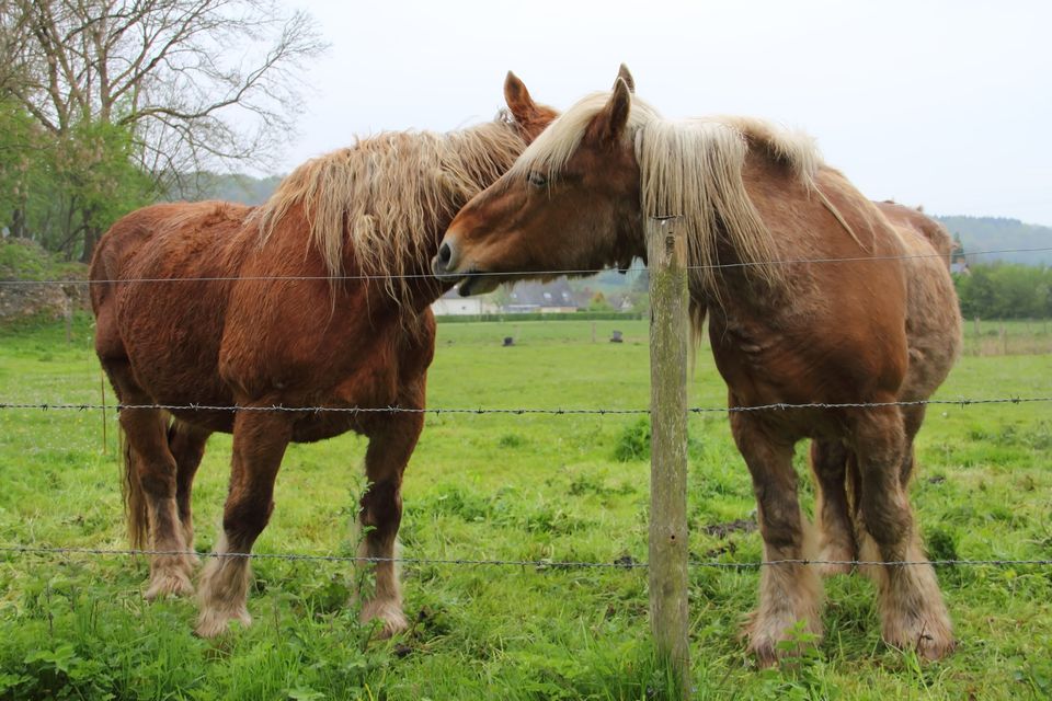 two Percheron horses in a pasture