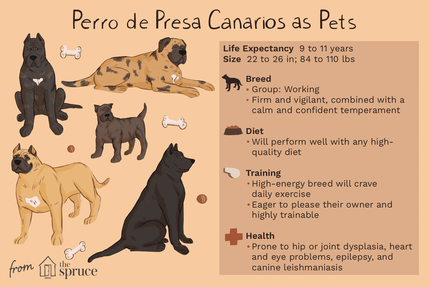 perro de presa canarios as pets illustration