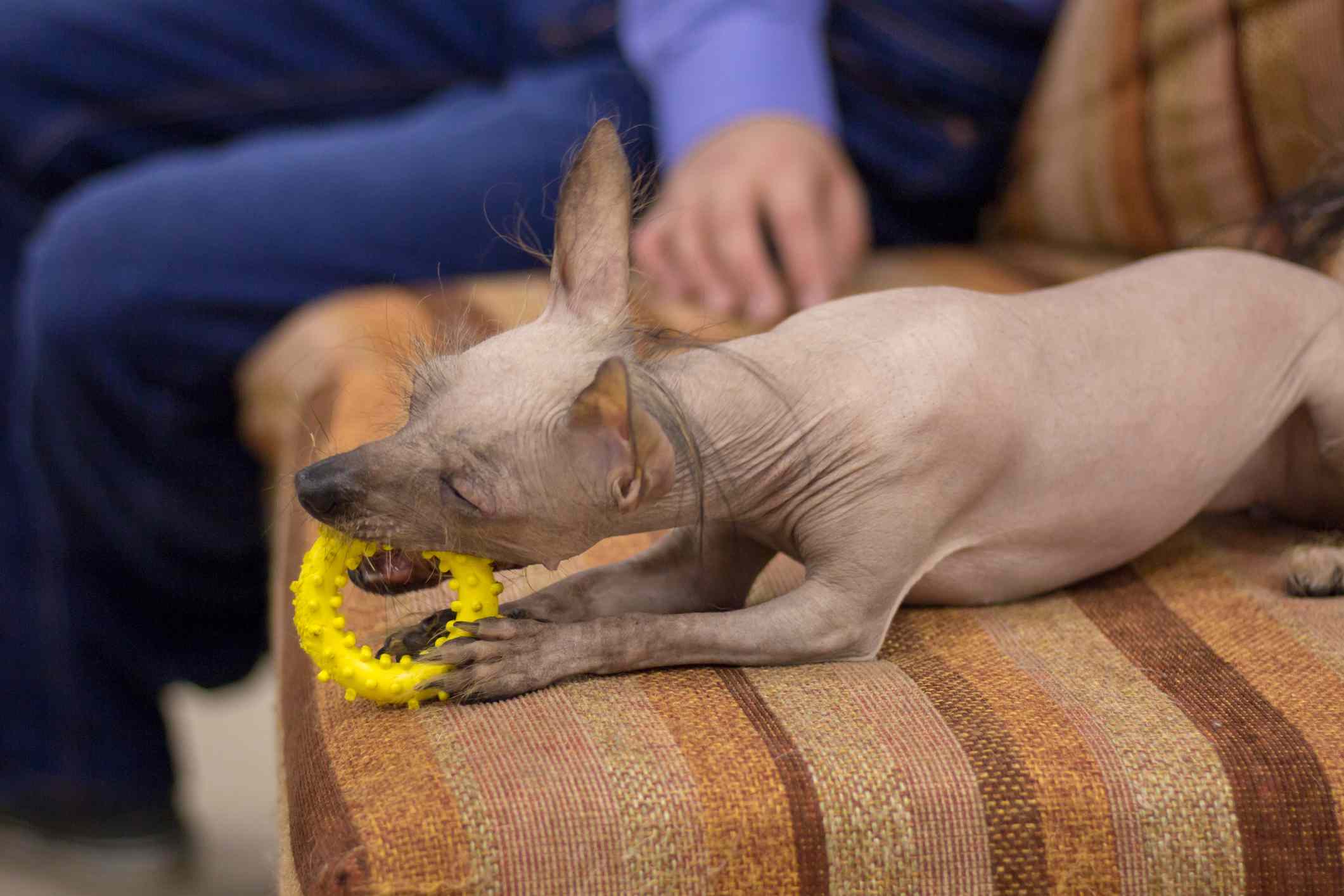Light brown Peruvian Inca Orchid chewing on yellow toy on couch.