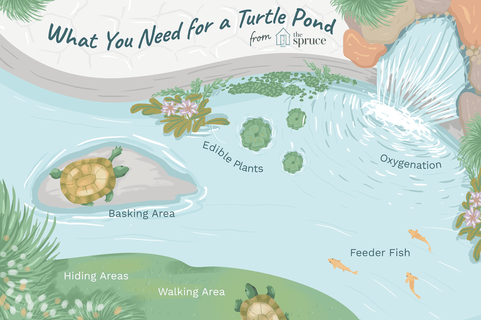 illustration of what you need for a turtle pond