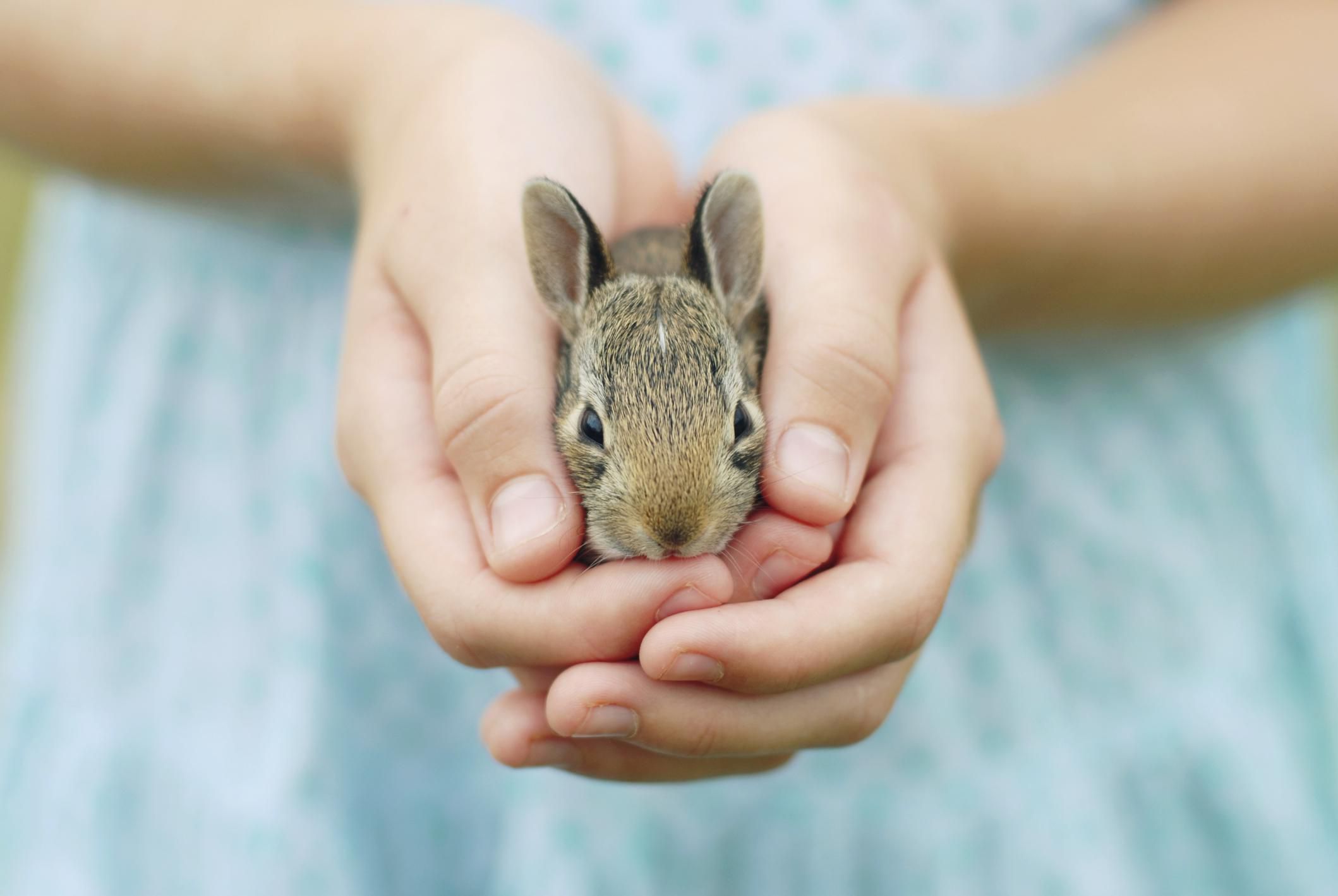 A girl's hands holding a baby bunny