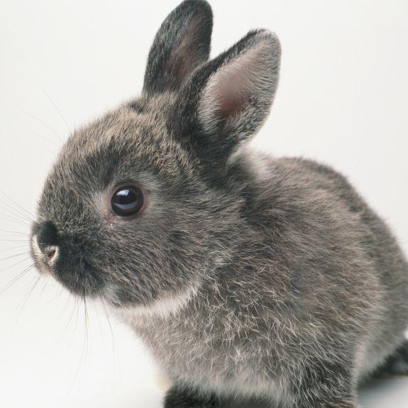 A young grey bunny
