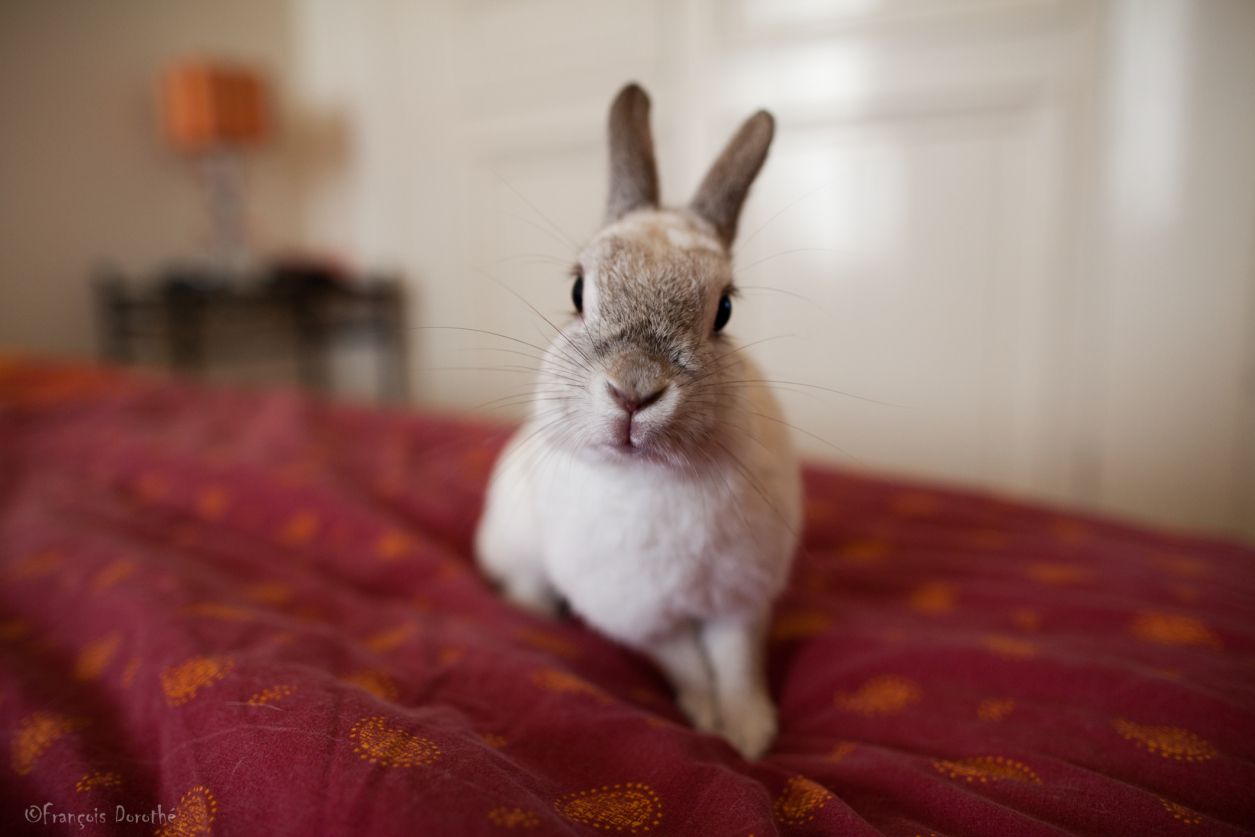 A rabbit on a bed