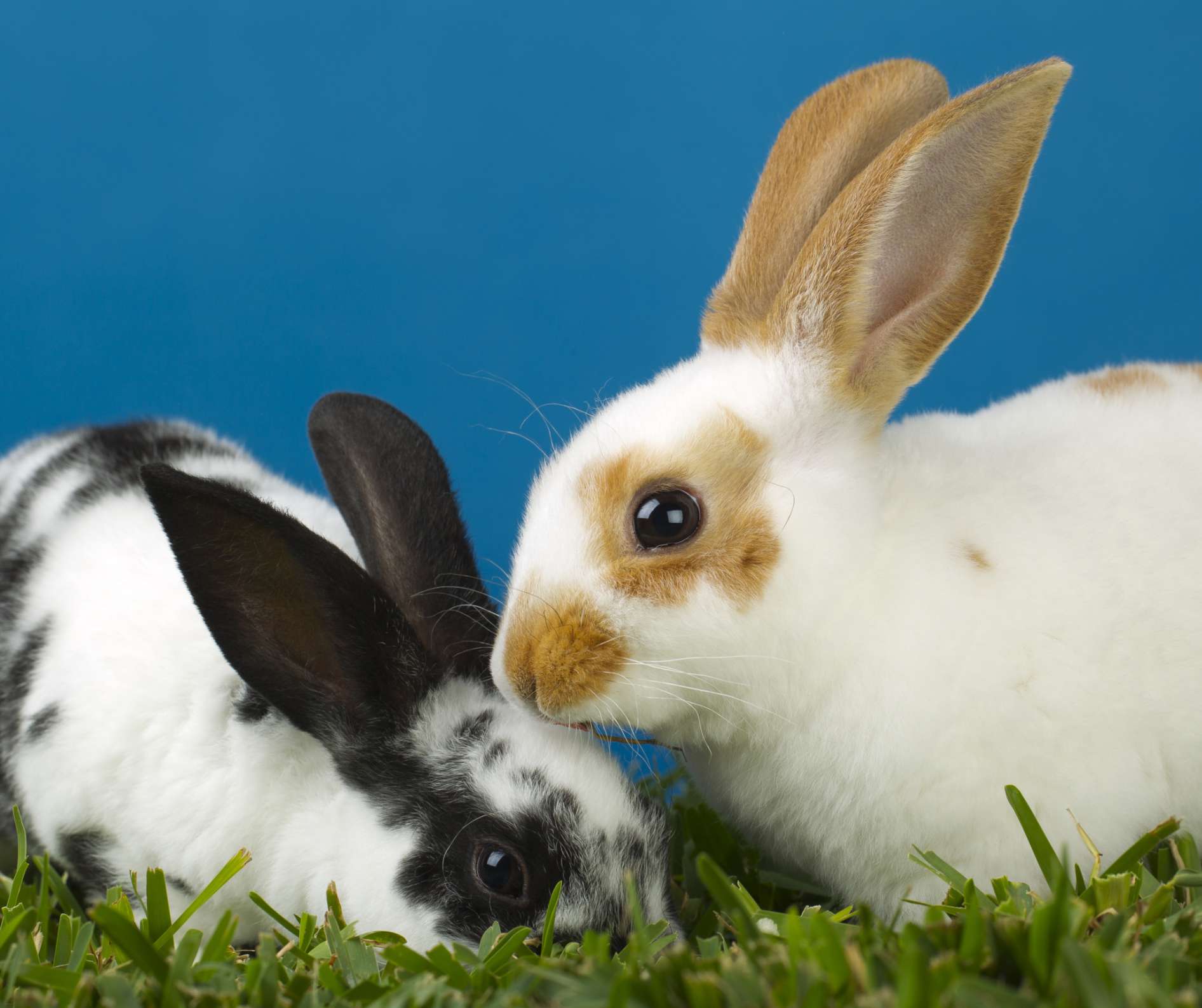 A pair of rabbits close together