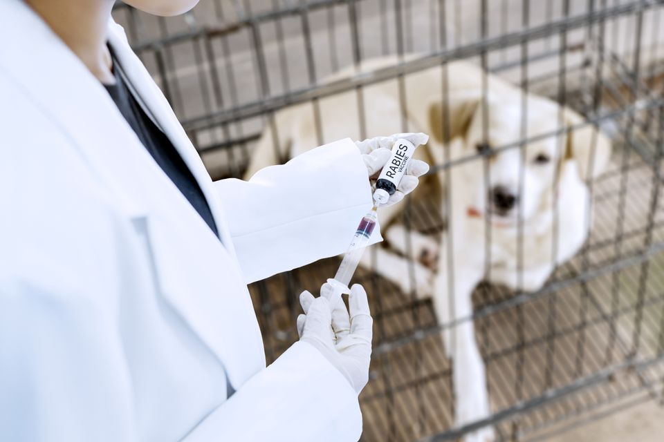 Veterinarian vaccinating a dog against rabies