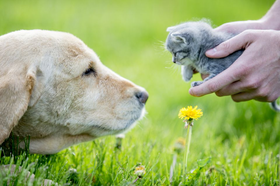 Dog looking at cat in hands