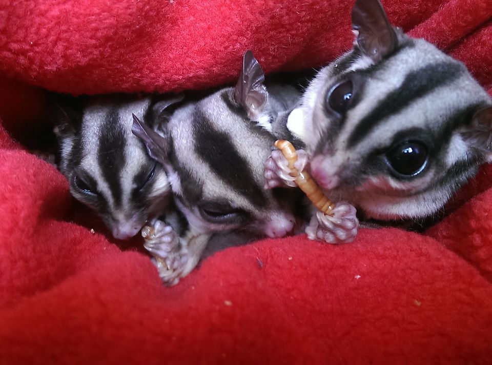 Close-Up Of Sugar Gliders Eating Worm On Red Fabric