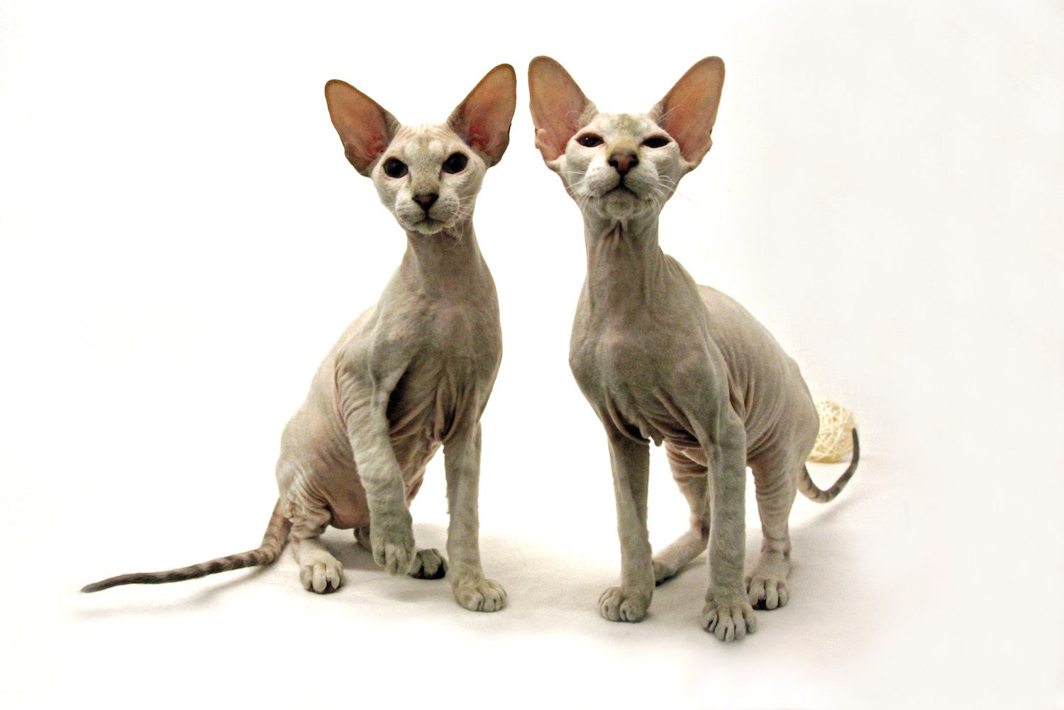peterbald cats