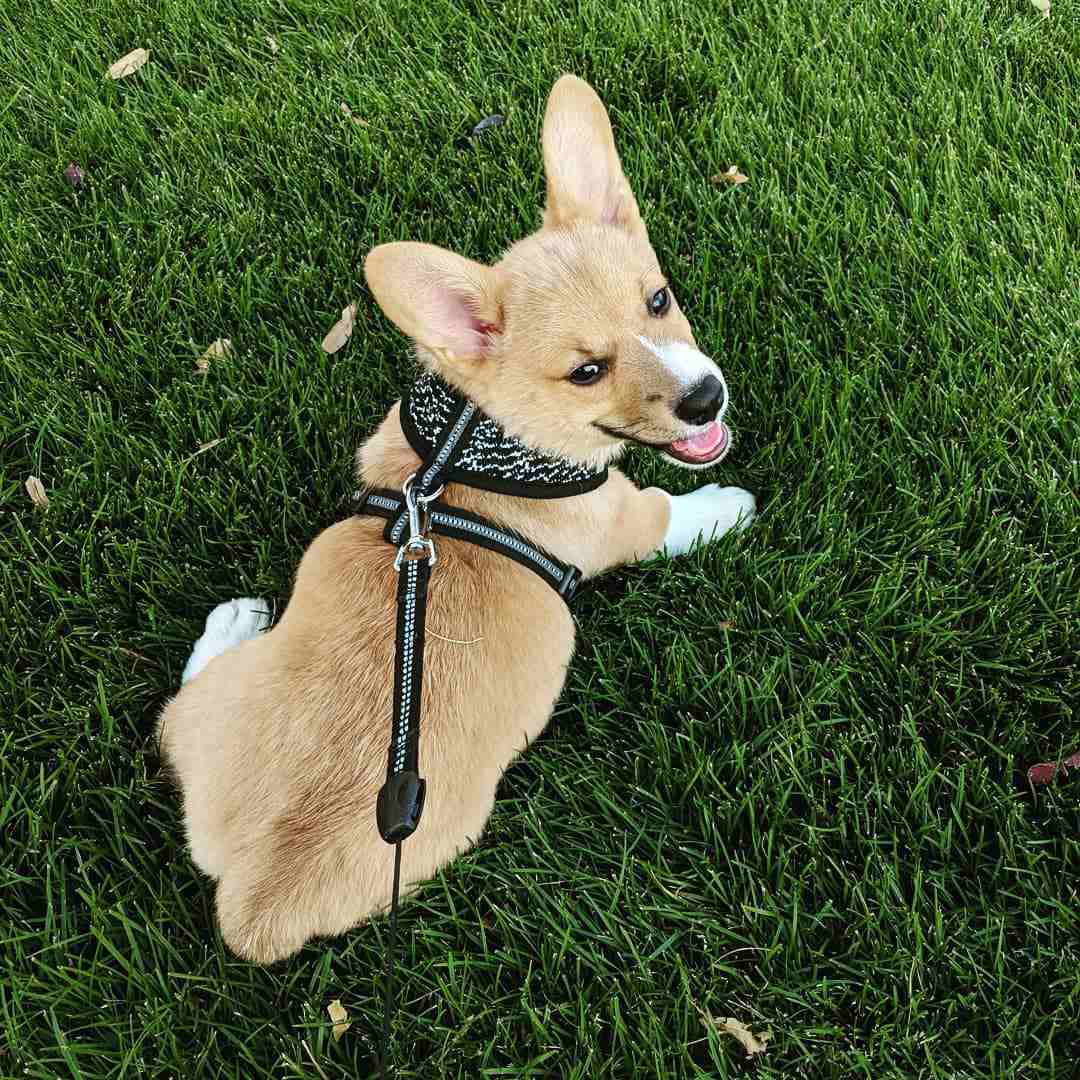 A Corgi puppy laying in the grass.