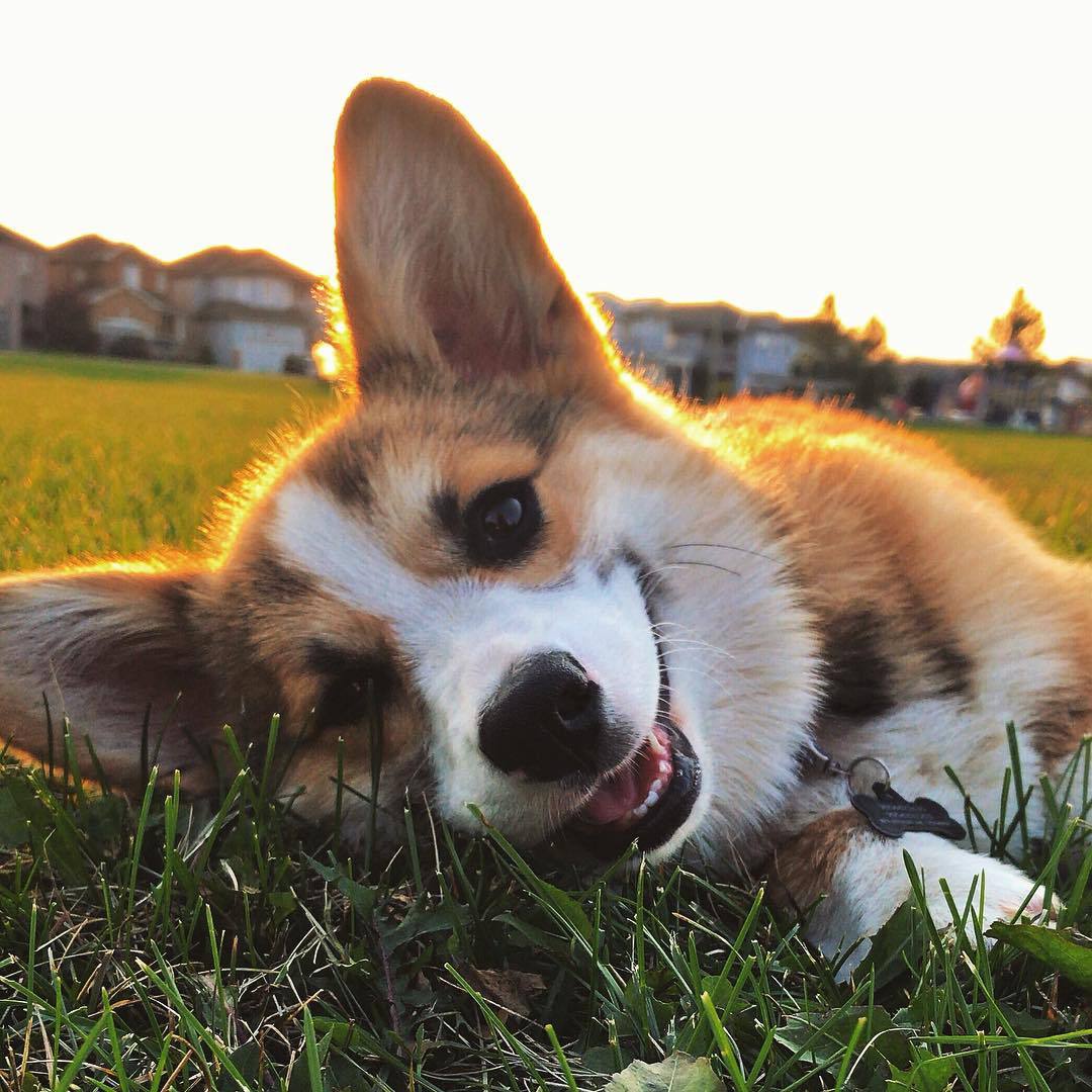 A Corgi puppy looking into the camera and smiling.