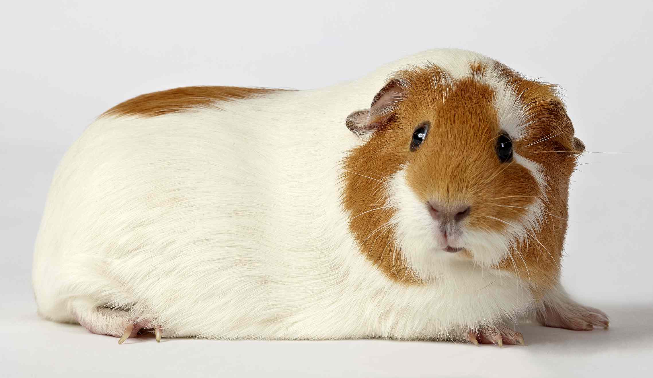 White and red guinea pig