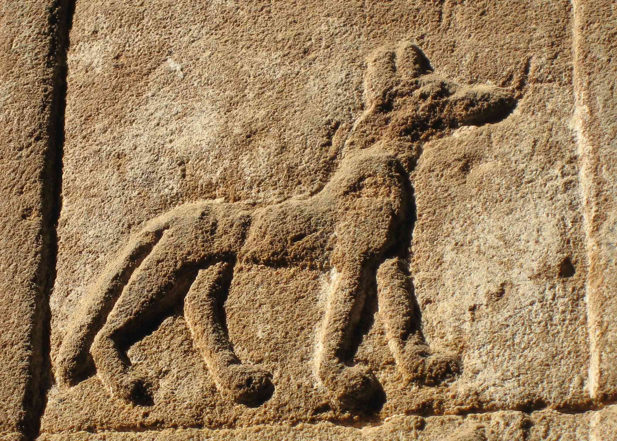 Dog on ancient Egyptian tomb