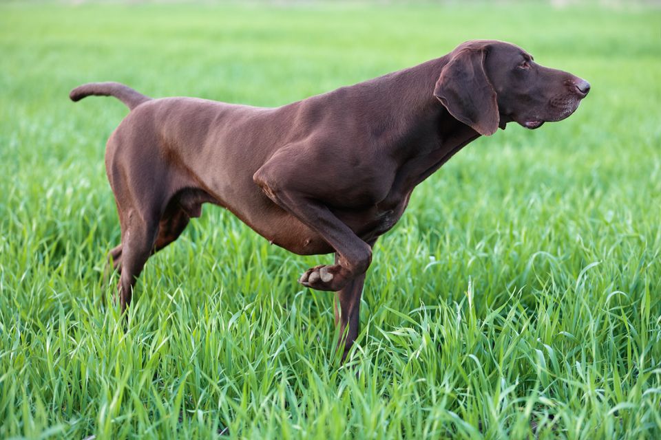 Chocolate brown colored German shorthair pointer dog pointing in green grass