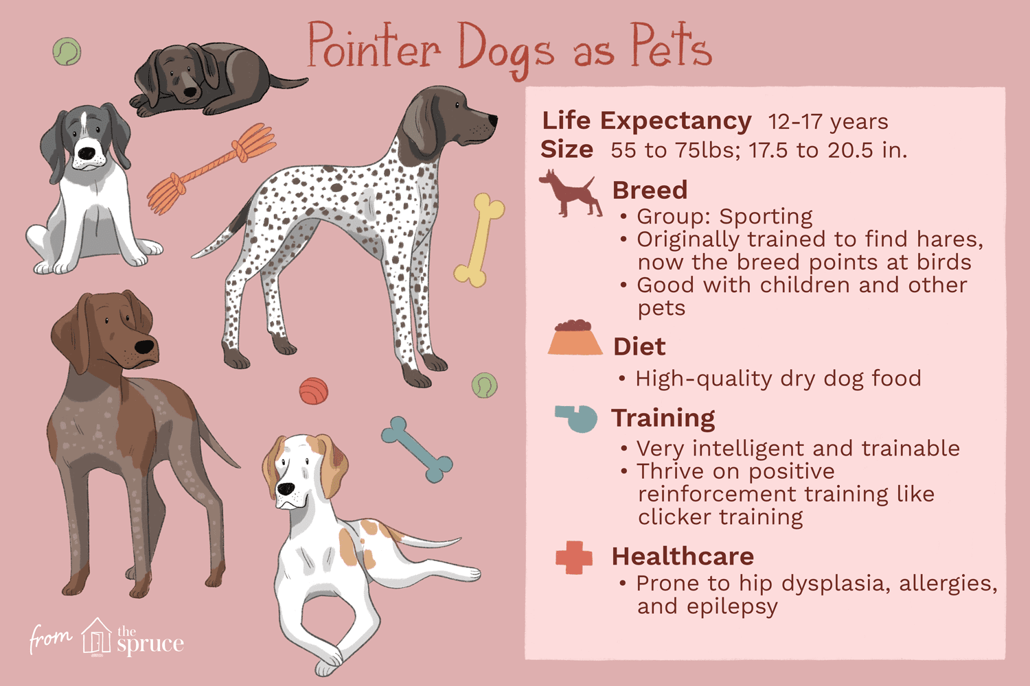 pointer dogs as pets illustration