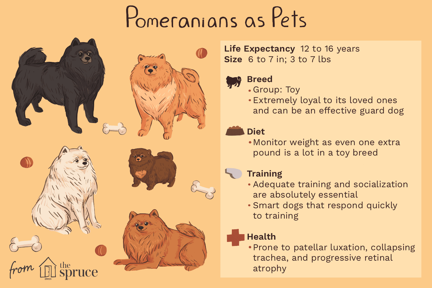 pomeranians as pets illustration