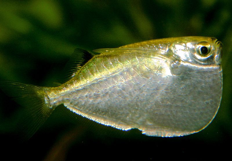 Thoracocharax stellatus - Spotfin Hatchetfish