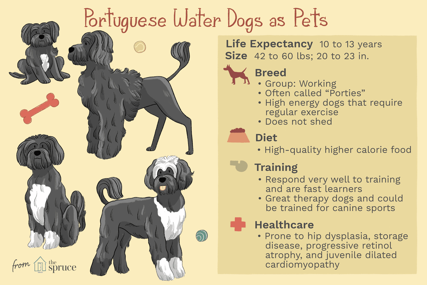portuguese water dogs as pets illustration