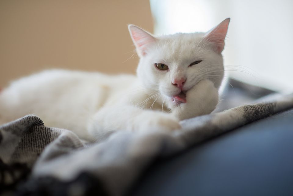 White cat licking its paw