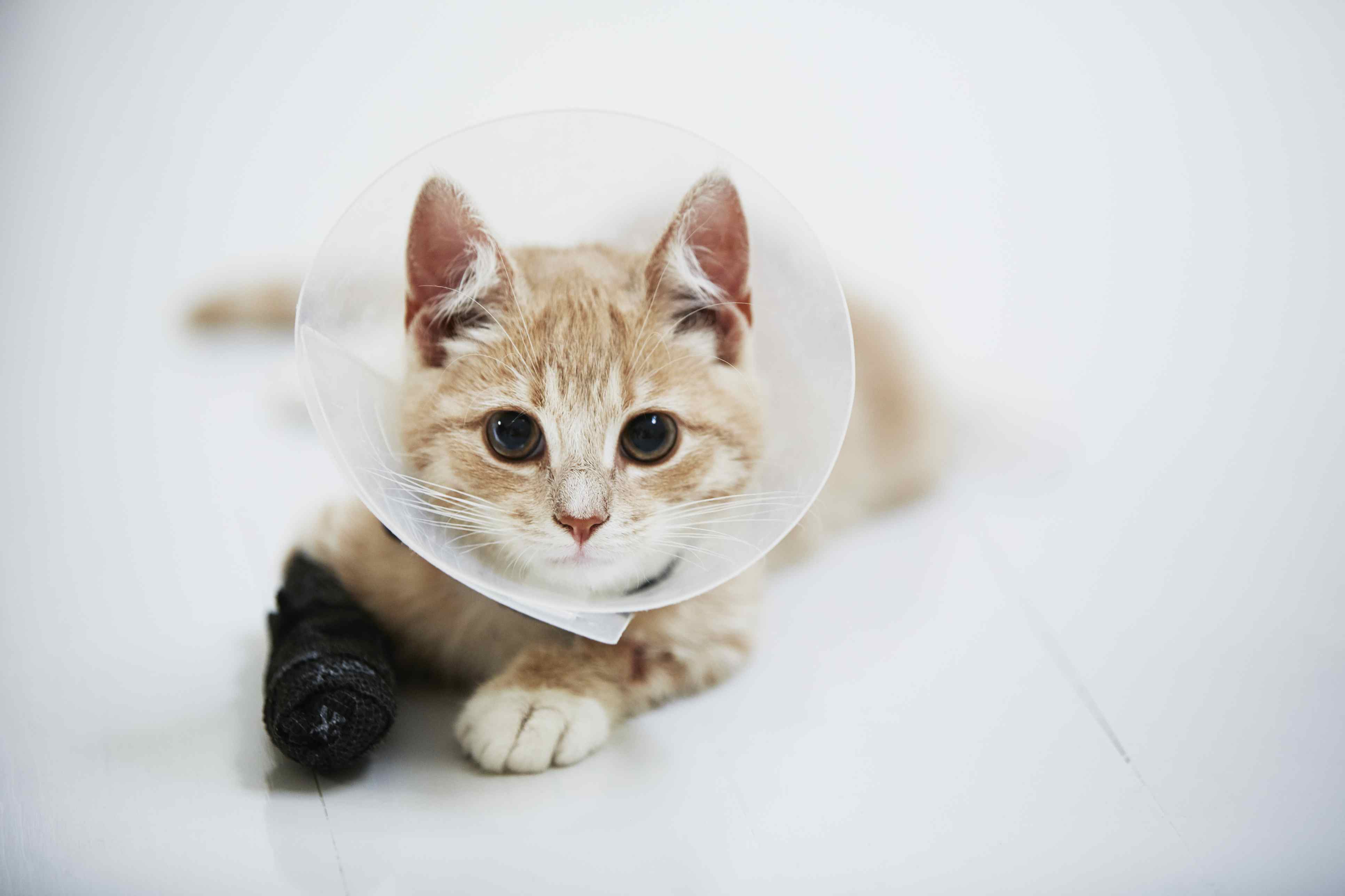 Cat wearing medical cone collar