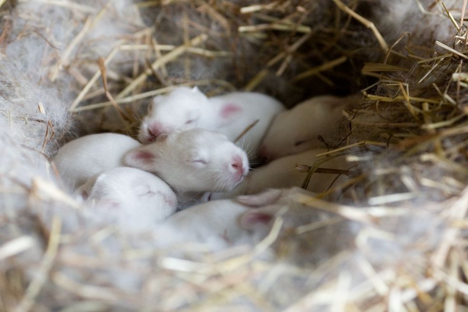 White baby rabbits in a nest
