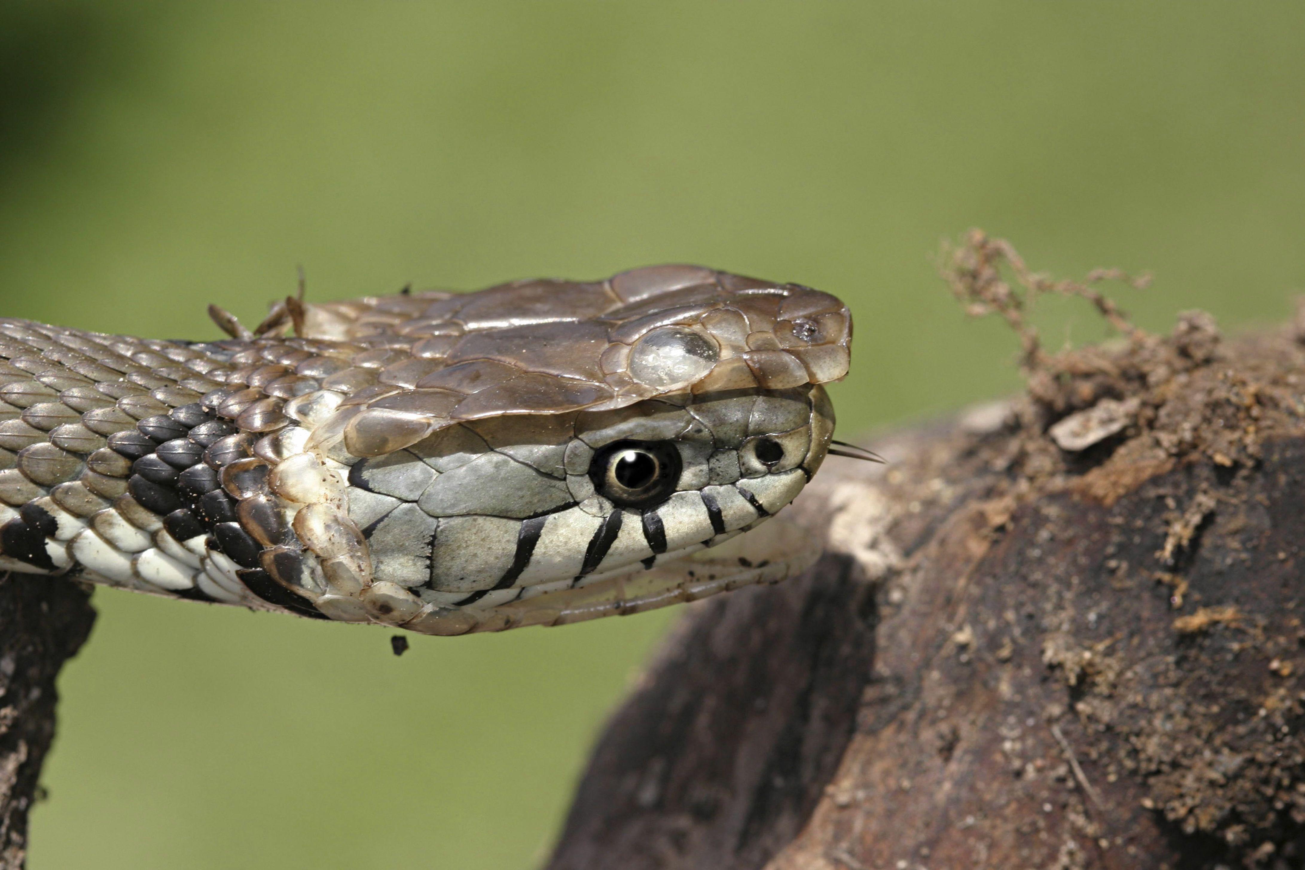 Ringed Snake (Grass Snake) sloughing. Shedding its skin. Natrix natrix