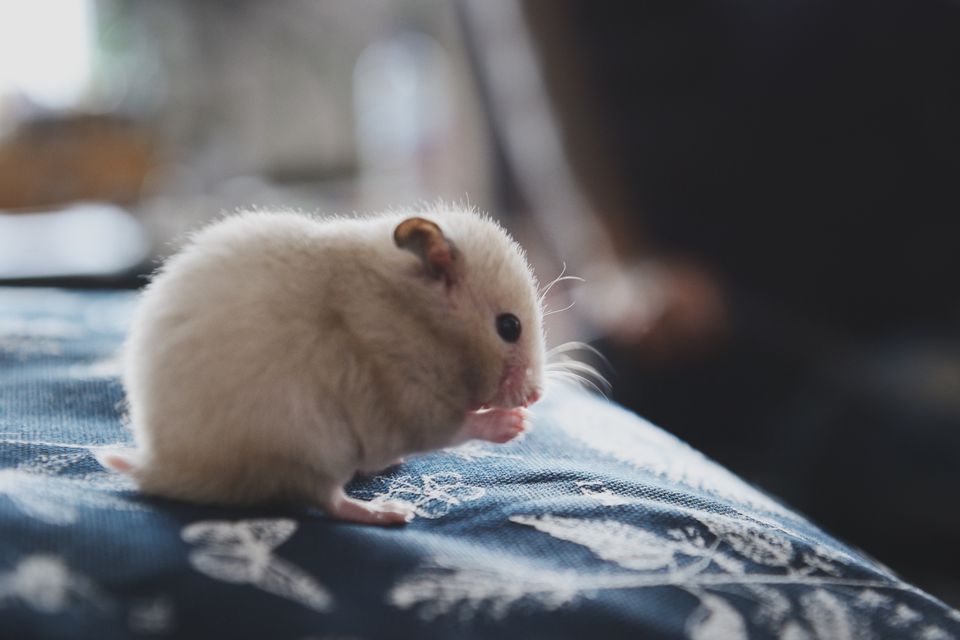 hamster sitting on a cloth nibbling food
