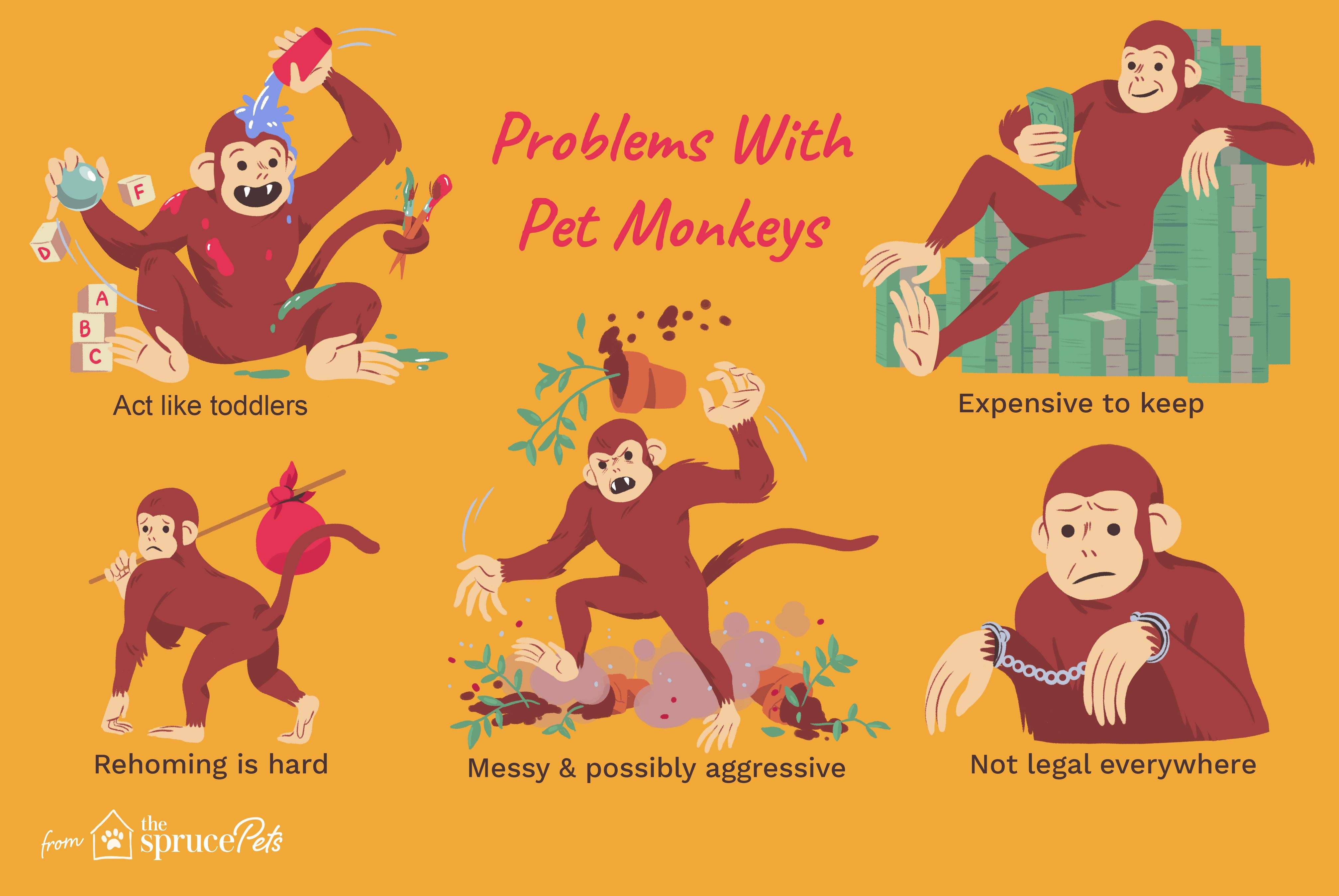 Illustration depicting problems with owning pet monkeys