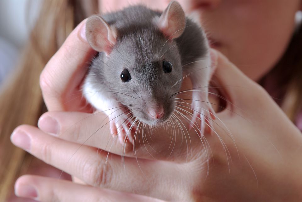 Pet rat being held