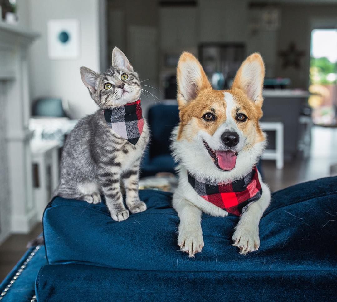 A kitten and puppy wearing matching bandanas.