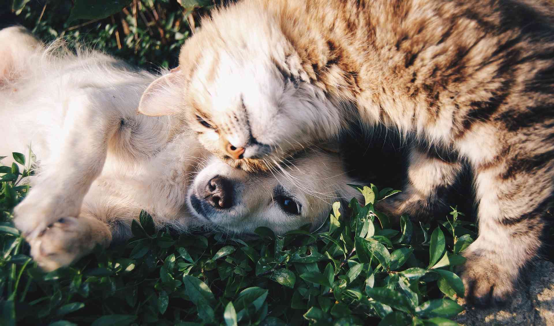 A puppy and kitten cuddling in the grass.