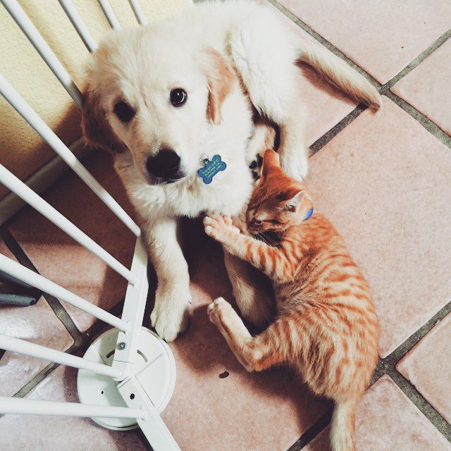 A golden retriever puppy with a kitten.