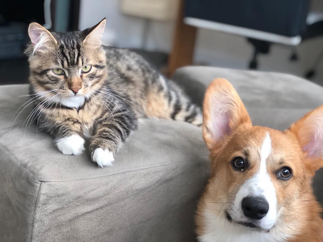 A cat and Corgi looking into the camera.