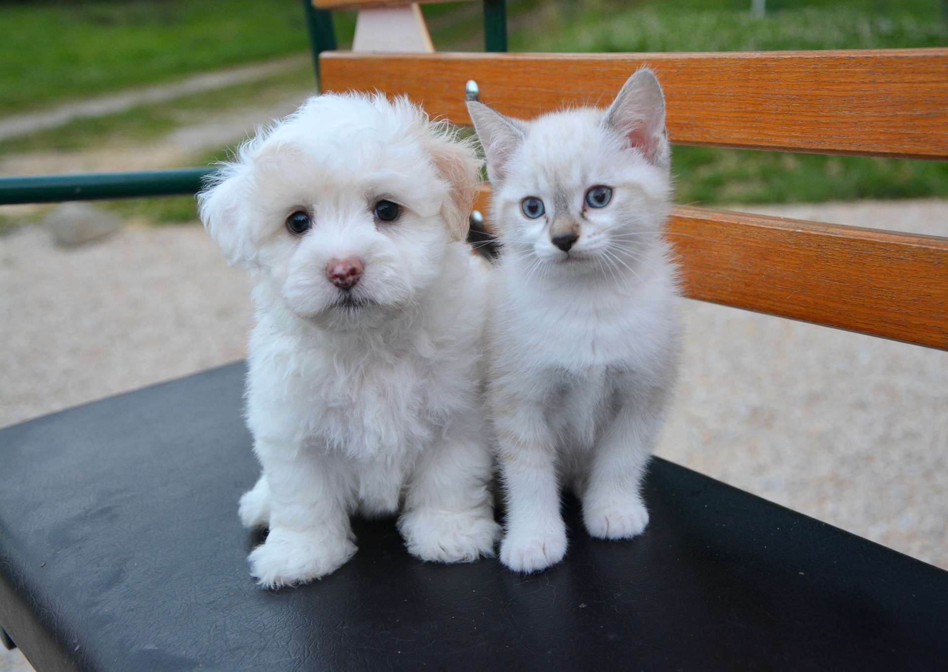 puppy and kitten sitting on bench