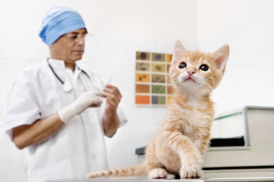 A veterinarian about to vaccinate a kitten