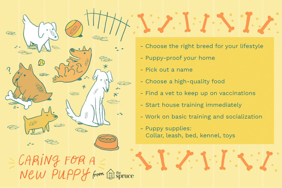 illustration of caring for a new puppy